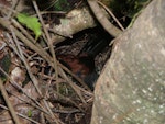 South Island saddleback | Tīeke. Hen on nest in the base of a kamahi. Ulva Island, Stewart Island, December 2010. Image © Peter Tait by Peter Tait.