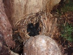 South Island saddleback | Tīeke. Chicks in nest in hollow rata. Ulva Island, Stewart Island, January 2009. Image © Peter Tait by Peter Tait.