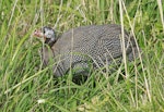 Helmeted guineafowl. Adult. Whanganui, April 2013. Image © Paul Gibson by Paul Gibson.