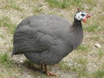 Helmeted guineafowl. Adult. Wellington Zoo, March 2013. Image © Alan Tennyson by Alan Tennyson.