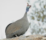 Helmeted guineafowl. Adult crowing. Windhoek, Namibia, May 2017. Image © Glenn Pure 2017 birdlifephotography.org.au by Glenn Pure.