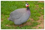 Helmeted guineafowl. Adult feeding on grass and seeds. One Tree Hill, Auckland, October 2014. Image © Les Feasey by Les Feasey.