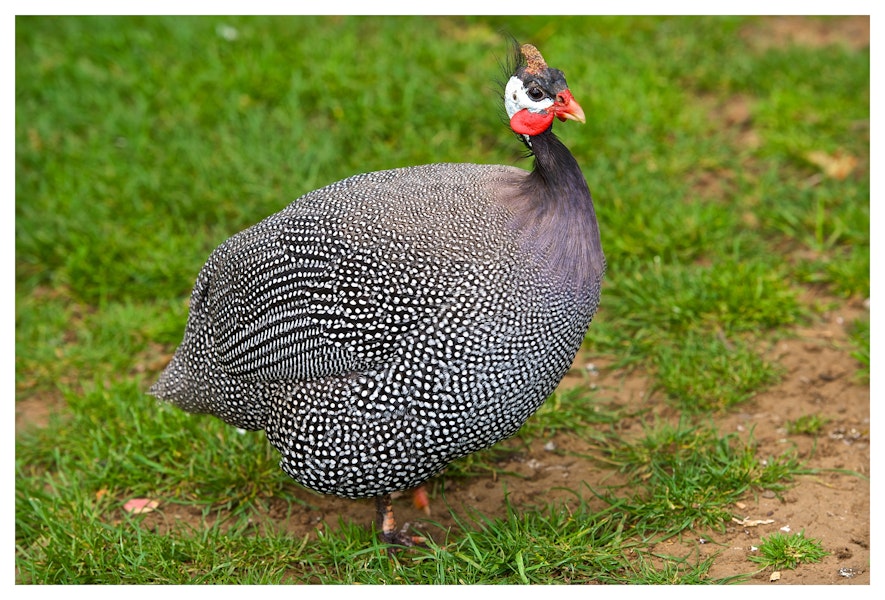 Helmeted guineafowl. Adult feeding on grass and seeds. One Tree Hill, Auckland, October 2014. Image © Les Feasey by Les Feasey.