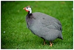 Helmeted guineafowl. Adult . One Tree Hill, Auckland, October 2014. Image © Les Feasey by Les Feasey.