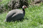 Helmeted guineafowl. Adult in captivity. Whanganui, November 2008. Image © Duncan Watson by Duncan Watson.