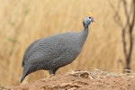 Helmeted guineafowl. Adult in the wild in Africa. Democratic Republic of Congo, October 2012. Image © Nigel Voaden by Nigel Voaden.