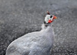 Helmeted guineafowl. Close-up of adult. Omana Regional Park, September 2016. Image © Marie-Louise Myburgh by Marie-Louise Myburgh.