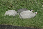 Helmeted guineafowl. Semi-feral adults. Whanganui, April 2013. Image © Paul Gibson by Paul Gibson.