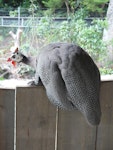 Helmeted guineafowl. Adult in captivity showing tail. Wellington Zoo, March 2013. Image © Alan Tennyson by Alan Tennyson.