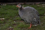 Helmeted guineafowl. Juvenile at dusk. One Tree Hill, Auckland, July 2016. Image © Oscar Thomas by Oscar Thomas.