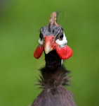 Helmeted guineafowl. Adult close-up view of face. One Tree Hill, Auckland, October 2014. Image © Les Feasey by Les Feasey.