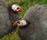 Helmeted guineafowl. Adults in captivity showing head details. Whanganui, August 2010. Image © Ormond Torr by Ormond Torr.