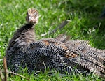 Helmeted guineafowl. Juvenile in captivity. Whanganui, April 2009. Image © Ormond Torr by Ormond Torr.