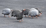 Helmeted guineafowl. Adults feeding. Omana Regional Park, September 2016. Image © Marie-Louise Myburgh by Marie-Louise Myburgh.