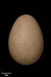 Helmeted guineafowl. Egg 52.1 x 37.1 mm (NMNZ OR.029710). Image © Te Papa by Jean-Claude Stahl.