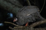 Helmeted guineafowl. Juvenile at dusk in pine tree. One Tree Hill, Auckland, July 2016. Image © Oscar Thomas by Oscar Thomas.