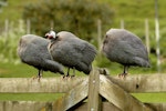 Helmeted guineafowl. Perching adults, two with heads hidden. North Auckland, December 2010. Image © Eugene Polkan by Eugene Polkan.