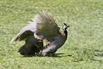 Helmeted guineafowl. Two birds fighting in captivity. Katikati, November 2011. Image © Raewyn Adams by Raewyn Adams.