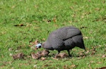 Helmeted guineafowl. Adult with young chicks. Kirstenbosch Botanical Gardens, Cape Town, South Africa, October 2015. Image © Geoff de Lisle by Geoff de Lisle.