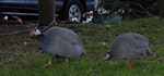 Helmeted guineafowl. Juvenile following parent, giving alarm call. One Tree Hill, Auckland, July 2016. Image © Oscar Thomas by Oscar Thomas.