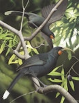 Huia. Image 2006-0010-1/11 from the series 'Extinct birds of New Zealand'. Masterton, January 2005. Image © Purchased 2006. © Te Papa by Paul Martinson.