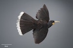 Huia. Bird mounted in flight. No collection data. Acquisition history unknown. Specimen registration no. OR.000064; image no. MA_I128441. Image © Te Papa.