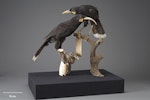 Huia. Mounted specimens. Purchased 1949. Specimen registration no. OR.000096; image no. MA_I156527. Image © Te Papa.