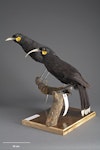 Huia. Mounted specimens, no collection data. Specimen registration no. OR.001327; image no. MA_I156531. Image © Te Papa.