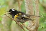 Hihi | Stitchbird. Male singing. Waitakere Ranges, Auckland, April 2010. Image © Suzi Phillips by Suzi Phillips.