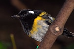 Hihi | Stitchbird. Male. Kapiti Island, March 2007. Image © Peter Reese by Peter Reese.