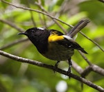 Hihi | Stitchbird. Male on branch near track. Tiritiri Matangi Island, January 2016. Image © David Rintoul by David Rintoul.