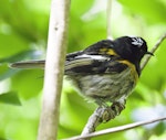 Hihi | Stitchbird. Male with erect "eyebrows". Tiritiri Matangi Island, January 2016. Image © David Rintoul by David Rintoul.