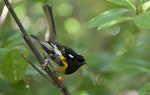 Hihi | Stitchbird. Adult male. Tiritiri Matangi Island, November 2012. Image © Philip Griffin by Philip Griffin.