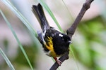 Hihi | Stitchbird. Adult male. Kapiti Island, November 2015. Image © Paul Le Roy by Paul Le Roy.