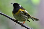 Hihi | Stitchbird. Adult male. Kapiti Island, November 2015. Image © Paul Le Roy by Paul Le Roy.