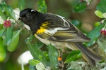 Hihi | Stitchbird. Male taking karo nectar. Tiritiri Matangi Island, August 2012. Image © Martin Sanders by Martin Sanders.