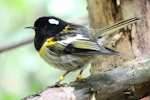 Hihi | Stitchbird. Adult male. Karori Sanctuary / Zealandia, September 2013. Image © David Brooks by David Brooks.