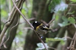 Hihi | Stitchbird. Adult male. Karori Sanctuary / Zealandia, December 2011. Image © Bart Ellenbroek by Bart Ellenbroek.