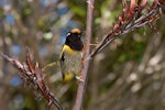 Hihi | Stitchbird. Male feeding on flax. Tiritiri Matangi Island, November 2008. Image © Peter Reese by Peter Reese.