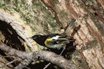 Hihi | Stitchbird. Adult male at nest entrance. Little Barrier Island. Image © Department of Conservation (image ref: 10028870) by Dick Veitch, Department of Conservation.