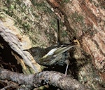 Hihi | Stitchbird. Adult female at nest entrance. Little Barrier Island. Image © Department of Conservation (image ref: 10028869) by Dick Veitch, Department of Conservation.