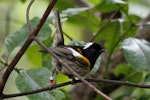 Hihi | Stitchbird. Adult male. Karori Sanctuary / Zealandia, November 2010. Image © Duncan Watson by Duncan Watson.