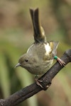 Hihi | Stitchbird. Adult female. Kapiti Island, November 2015. Image © Jared Le Roy by Jared Le Roy.