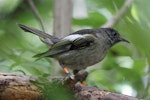 Hihi | Stitchbird. Female. Karori Sanctuary / Zealandia, January 2011. Image © Duncan Watson by Duncan Watson.