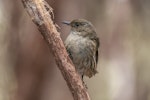 Hihi | Stitchbird. Adult female. Tiritiri Matangi Island, April 2008. Image © Tony Whitehead by Tony Whitehead.