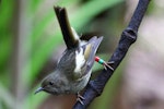 Hihi | Stitchbird. Adult female. Kapiti Island, November 2015. Image © Paul Le Roy by Paul Le Roy.