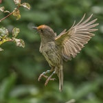 Hihi | Stitchbird. Flying female (with flax pollen on forehead). Tiritiri Matangi Island, December 2015. Image © Martin Sanders by Martin Sanders.