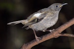 Hihi | Stitchbird. Juvenile. Kapiti Island, February 2007. Image © Peter Reese by Peter Reese.