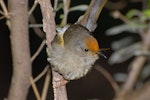 Hihi | Stitchbird. Juvenile male with flax pollen on head. Tiritiri Matangi Island, November 2008. Image © Peter Reese by Peter Reese.