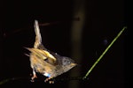 Hihi | Stitchbird. Immature male. Kapiti Island, February 1998. Image © Albert Aanensen by Albert Aanensen.